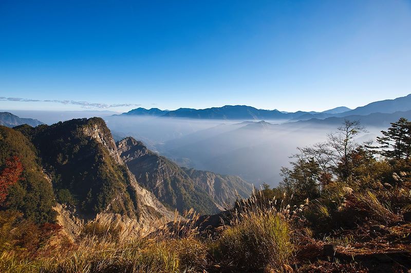 Dans les hauteurs d'Alishan - Taïwan