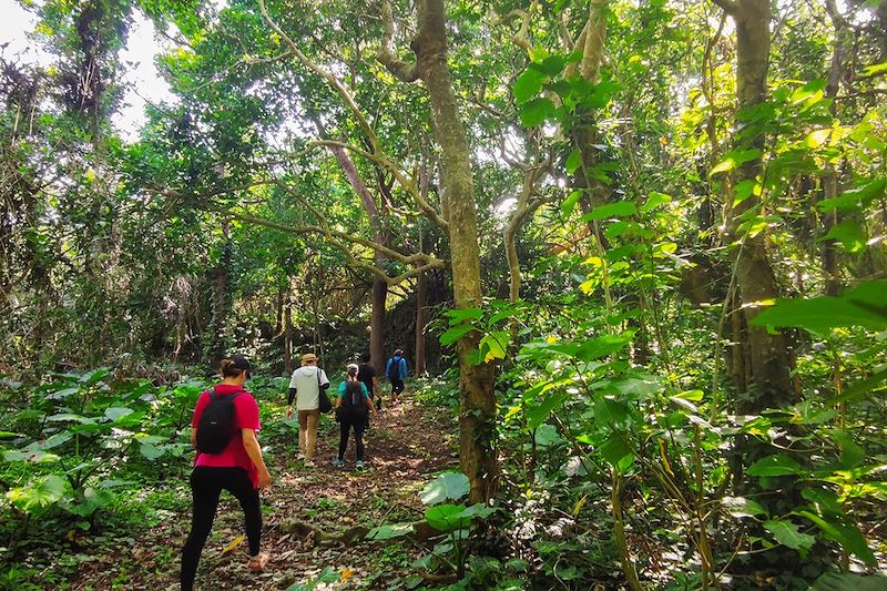 Randonnée dans la forêt - Okinawa - Japon