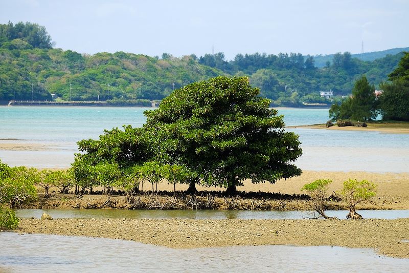 Mangroves sur l'île de Yagaji - Préfecture d'Okinawa - Japon