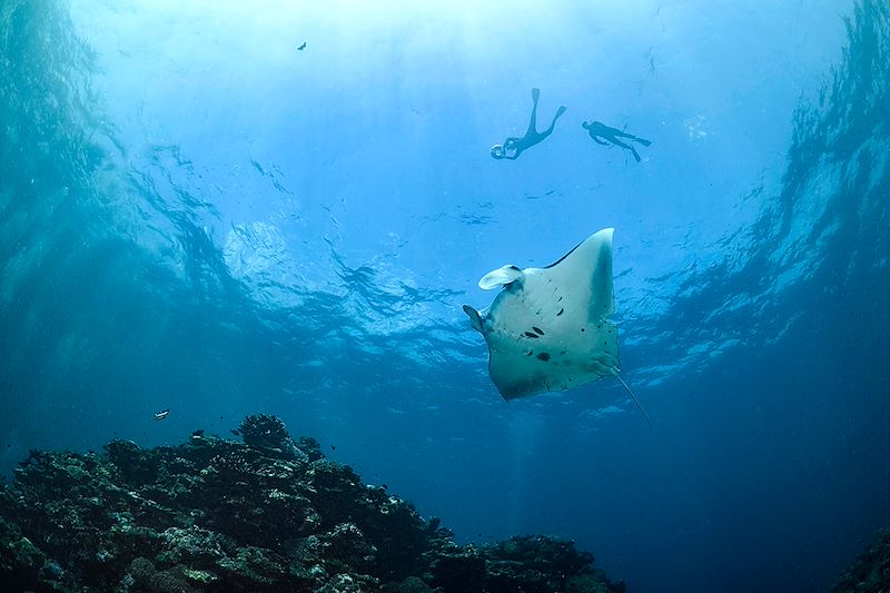 Raie manta à Ishigaki - Okinawa - Japon