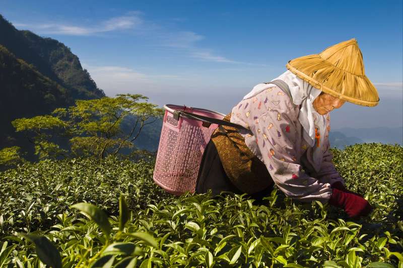 Une cueilleuse récolte des feuilles de thé dans les montagnes d'Alishan - Taiwan