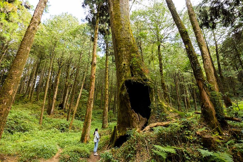 Forêt d'Alishan - Taïwan