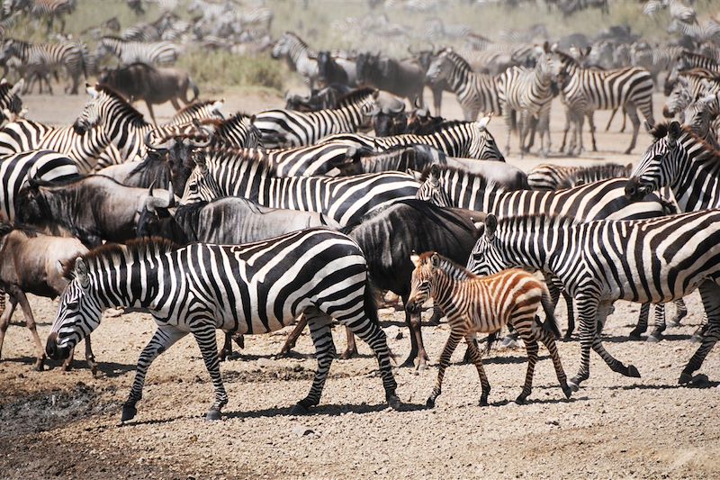 Safari à la belle étoile entre filles ! 