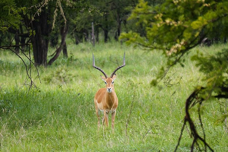 Gazelle dans le parc du Serengeti - Tanzanie