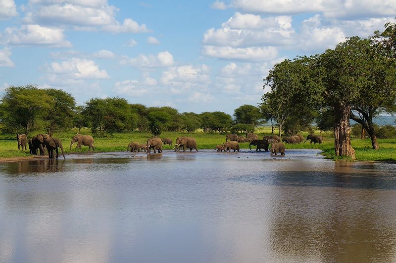 Éléphants dans le parc du Tarangire - Tanzanie