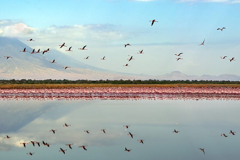 Colonie de flamants roses au bord du Lac Natron - Tanzanie