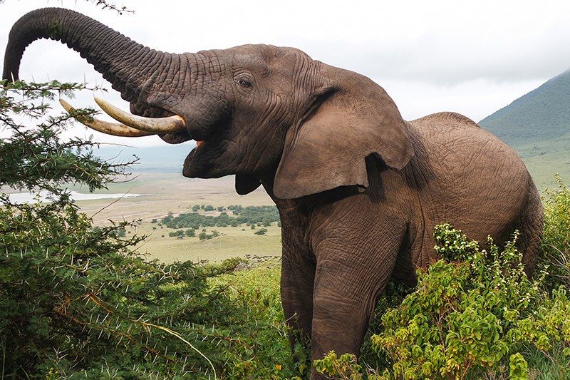 Éléphant dans le Cratère du Ngorongoro - Tanzanie