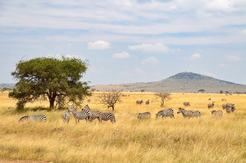 Parc National Serengeti - Tanzanie