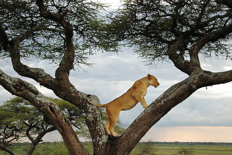 Lionne - Aire de Conservation du Ngorongoro - Tanzanie