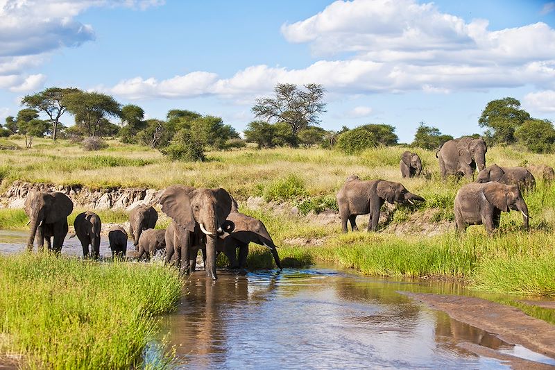 Éléphants dans le parc du Tarangire - Tanzanie