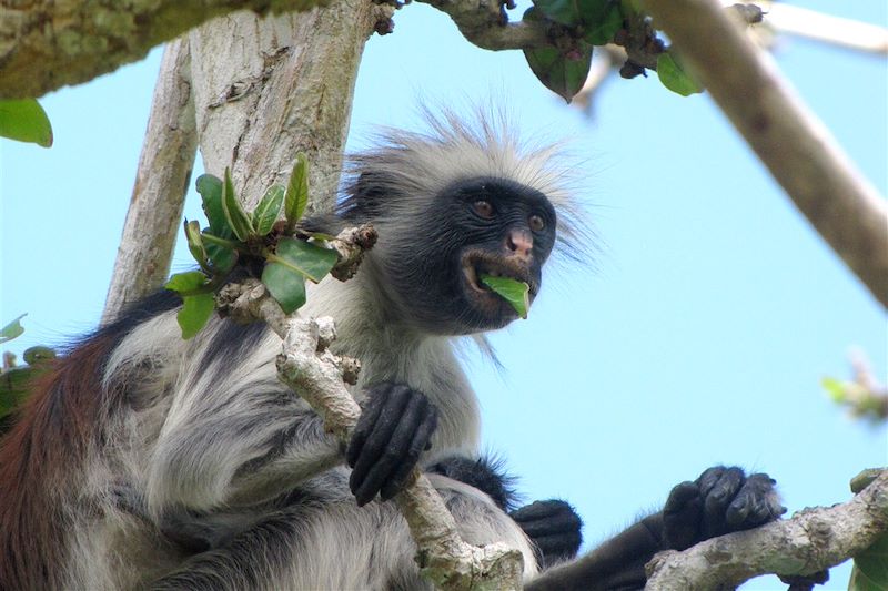 Safari en Lodge et Plages à Zanzibar ! 