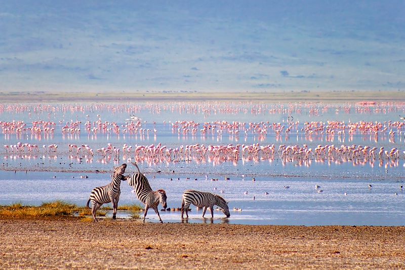 Zèbres et flamants roses dans le cratère du Ngorongoro - Tanzanie