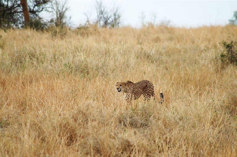 Guépard dans le parc national de Tarangire - Tanzanie