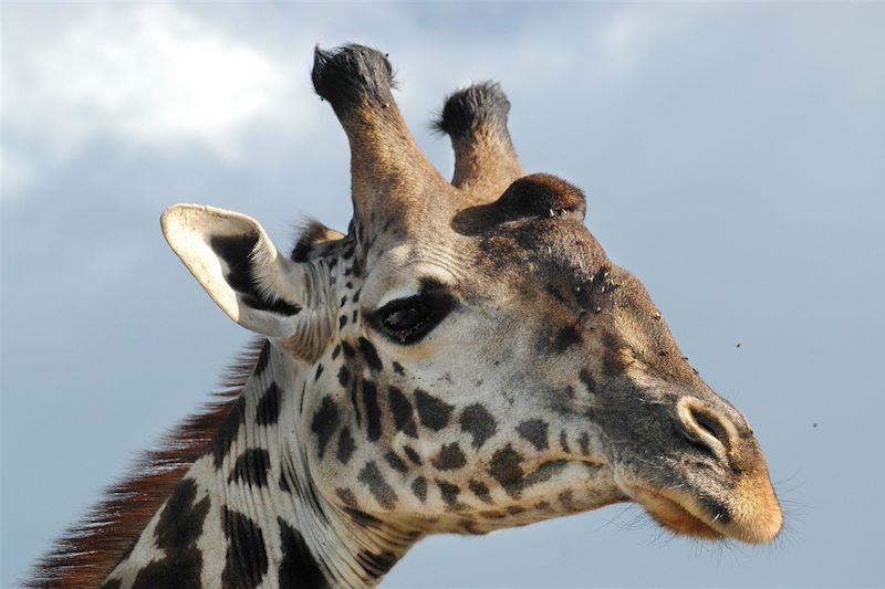 Girafe - Tanzanie