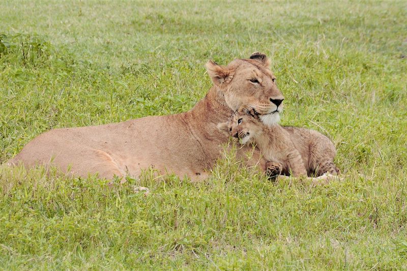 Cratère du Ngorongoro - Tanzanie