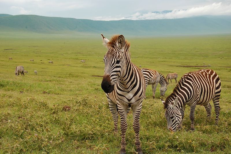 Troupeau de zèbres - Cratère du Ngorongoro - Tanzanie