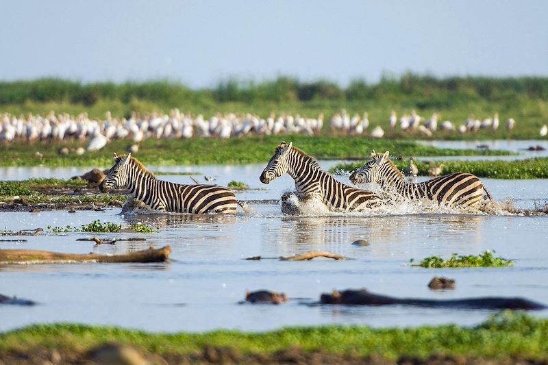 Zèbres au parc du Lac Manyara - Tanzanie