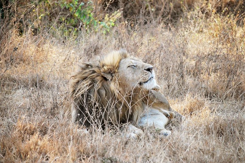 Safari en Tanzanie & Gorilles au Rwanda ! 