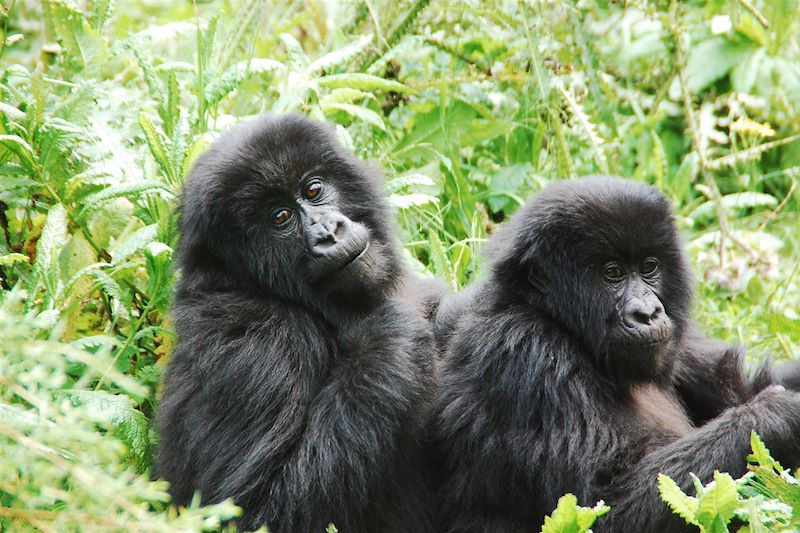 Gorilles de montagne - Rwanda