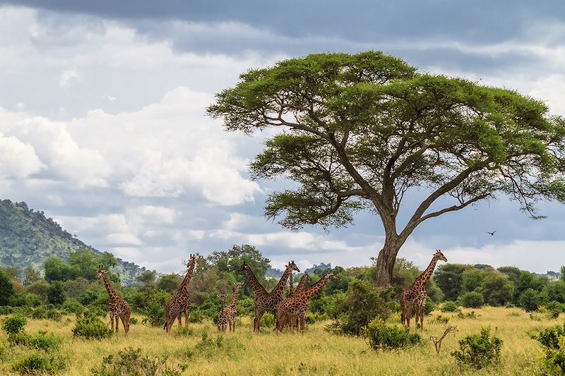 Girafes dans le parc du Tarangire - Tanzanie