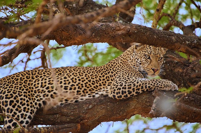 Safari en Tanzanie & Gorilles au Rwanda ! 