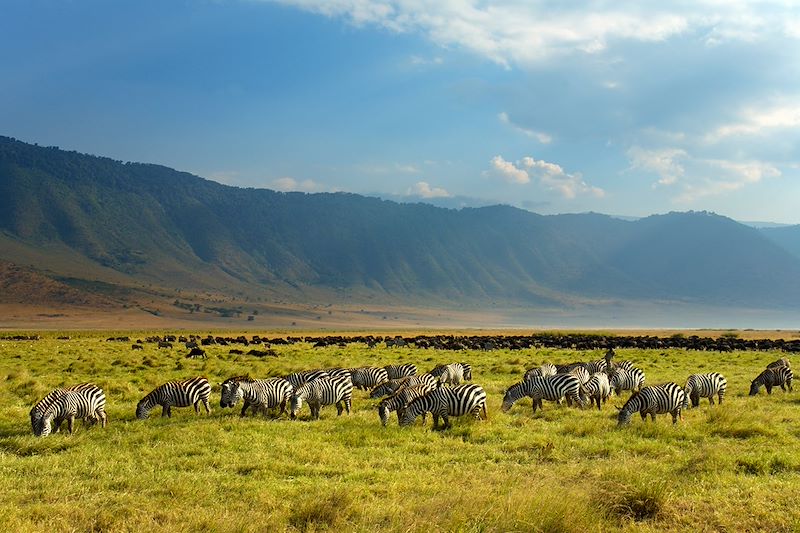 Zèbres dans la zone de conservation de Ngorongoro - Tanzanie