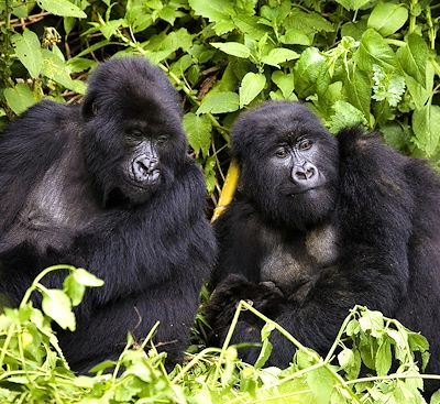 Circuits en petit groupe Tanzanie