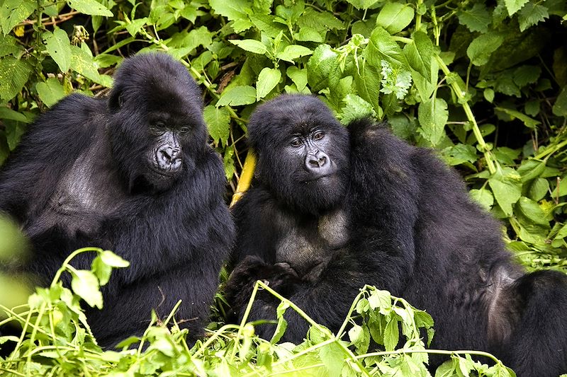 Découverte de l'Afrique dans toute sa splendeur : safari d'exception entre Tanzanie et Rwanda à la rencontre des gorilles 