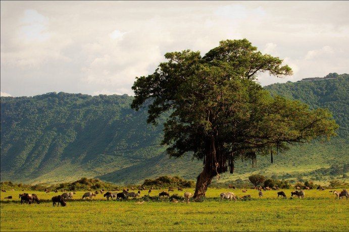 Safari des grands parcs 