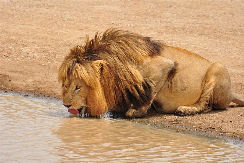 Safari des grands parcs 