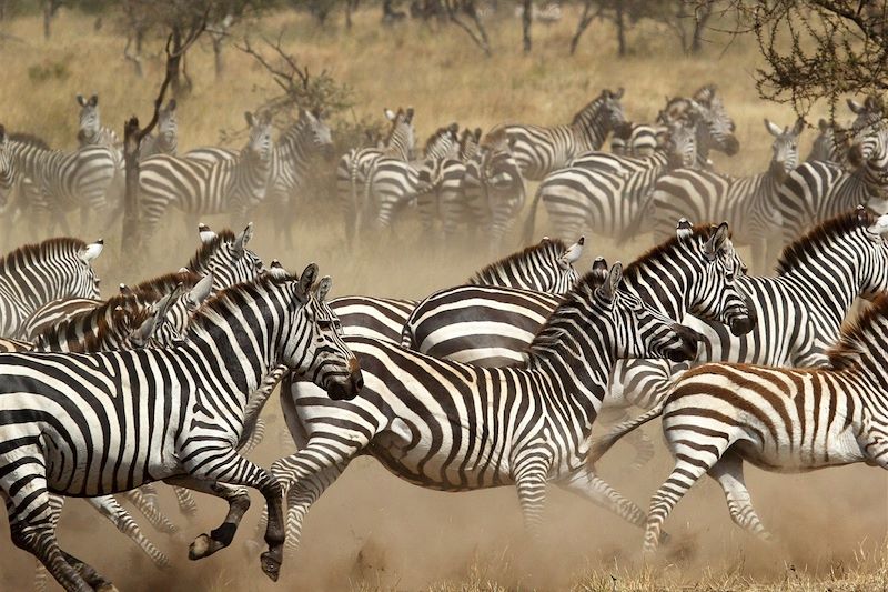 Safari des grands parcs 