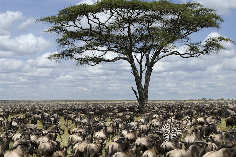Safari des grands parcs 