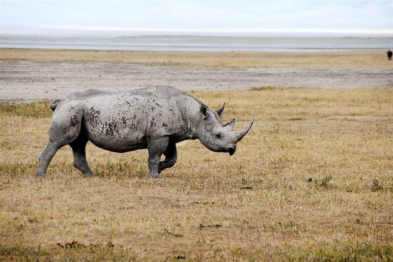 Cratère du Ngorongoro - Tanzanie