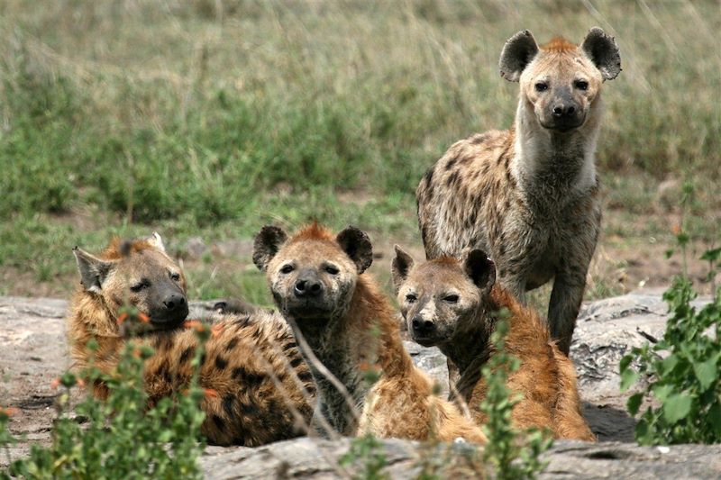 Safari des grands parcs 