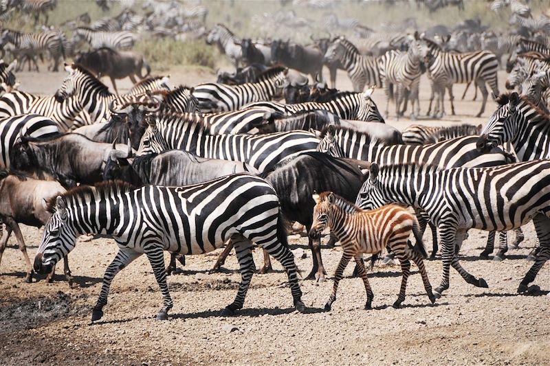 Safari des grands parcs 