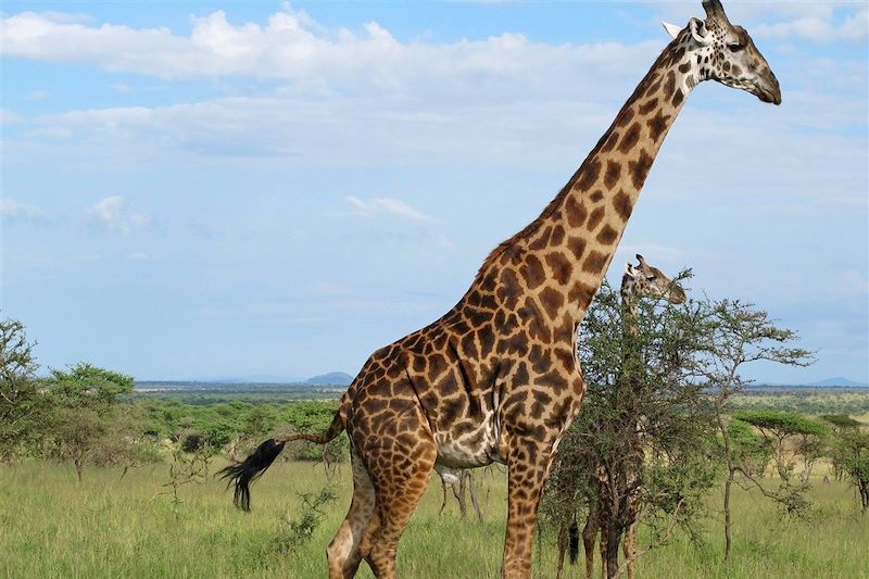 Safari des grands parcs 