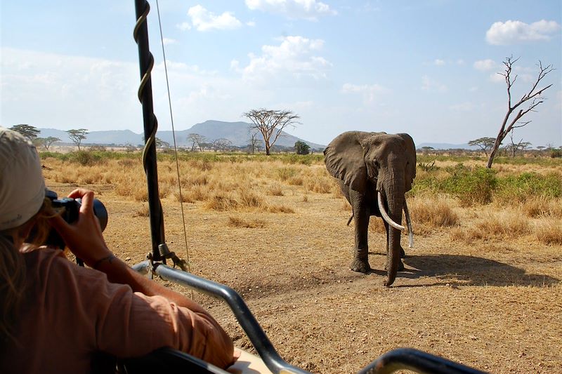 Eléphant dans le parc du Serengeti - Tanzanie