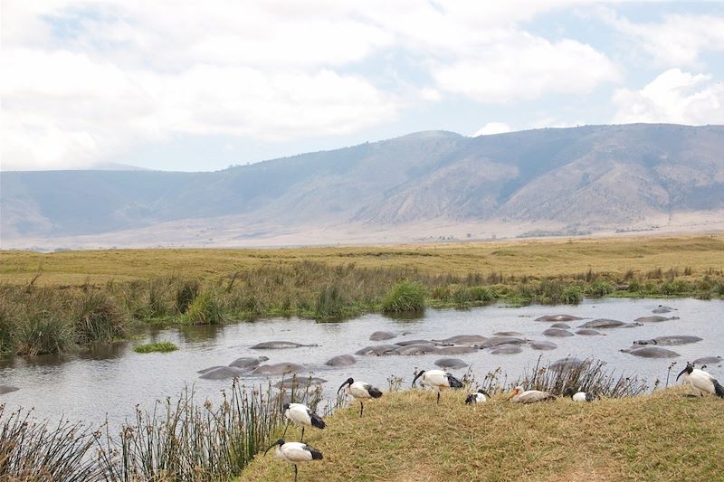 Parc national du Ngorongoro - Région d'Arusha - Tanzanie