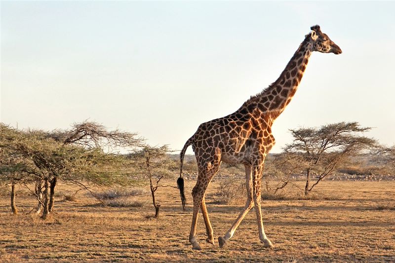 Safari en 4x4 dans les parc du Serengeti, du Tarangire et du cratère du N'Gorongoro, balades au Lac Natron et à Mto Wa Mbu