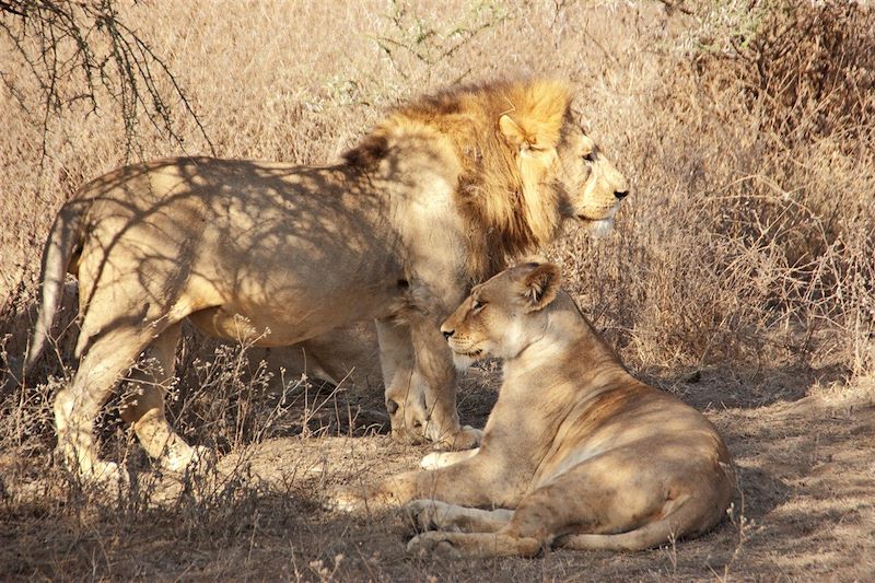 Parc national du Serengeti - Tanzanie