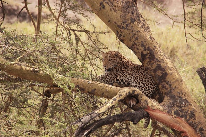 Parc national du Serengeti - Tanzanie