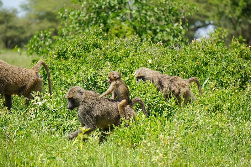 Singes dans le parc du Tarangire - Tanzanie