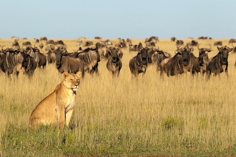 Safari en 4x4 dans les parc du Serengeti, du Tarangire et du cratère du N'Gorongoro, balades au Lac Natron et à Mto Wa Mbu