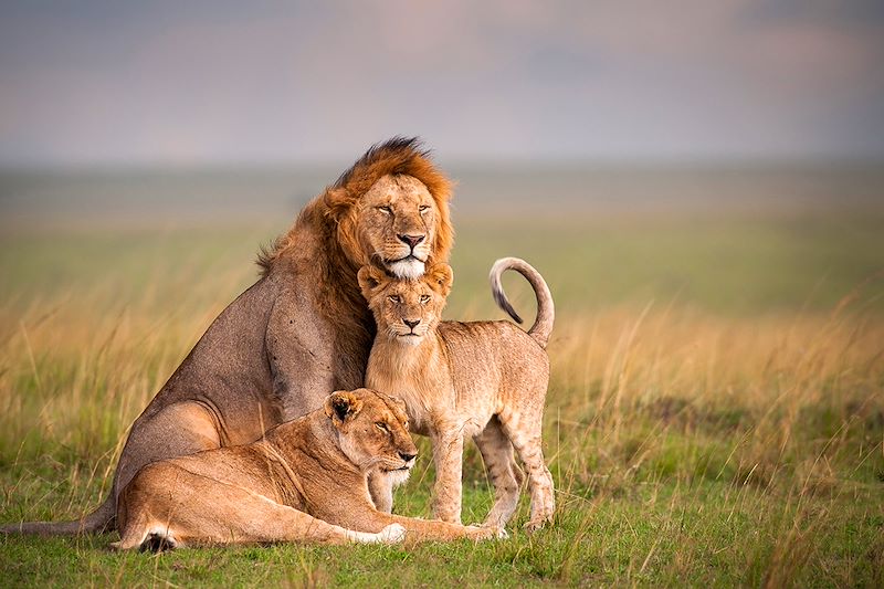 Safari en 4x4 dans les parc du Serengeti, du Tarangire et du cratère du N'Gorongoro, balades au Lac Natron et à Mto Wa Mbu