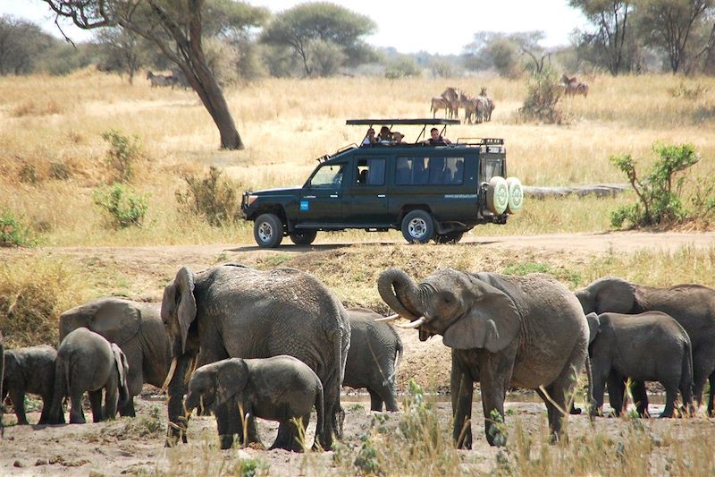 Troupeau d'éléphant dans le parc national de Tarangire - Tanzanie