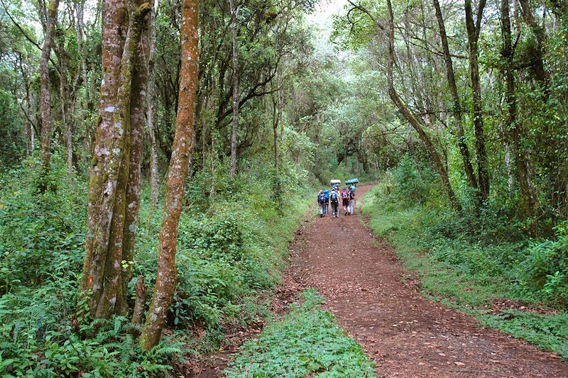 Rando Kili & Safari des Grands Parcs 