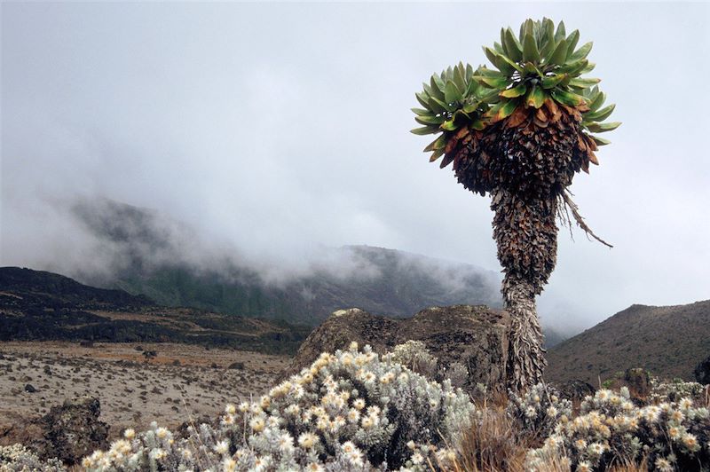 Kilimanjaro - Tanzanie