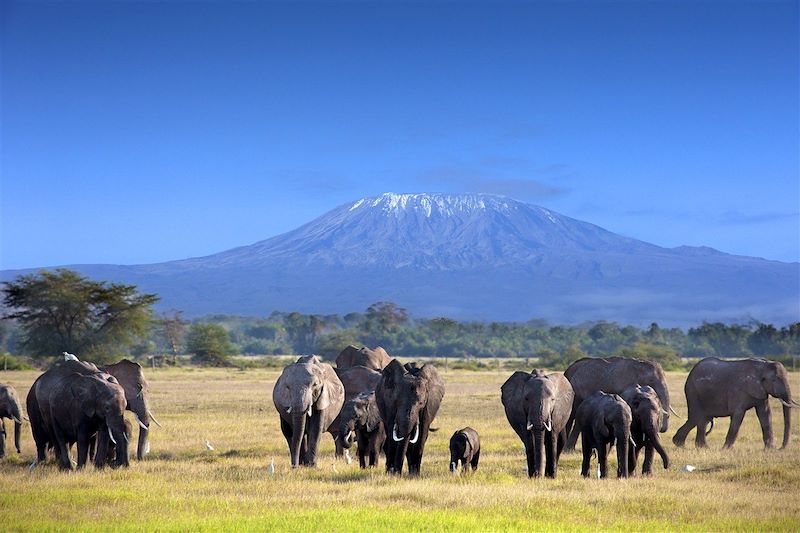 Parc National d'Amboseli - Kenya