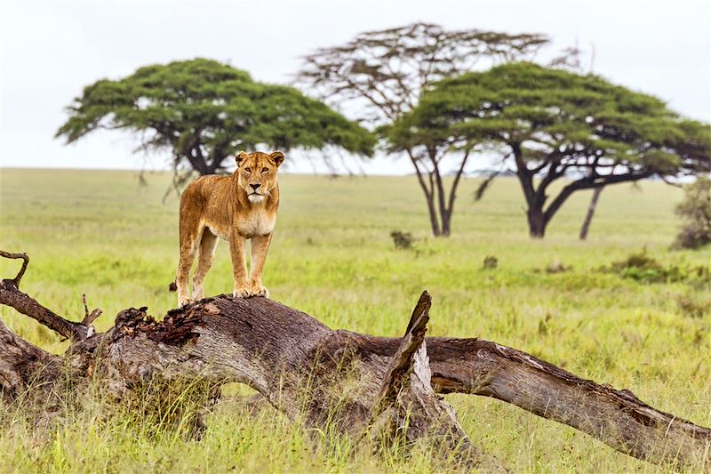 Serengeti - Tanzanie