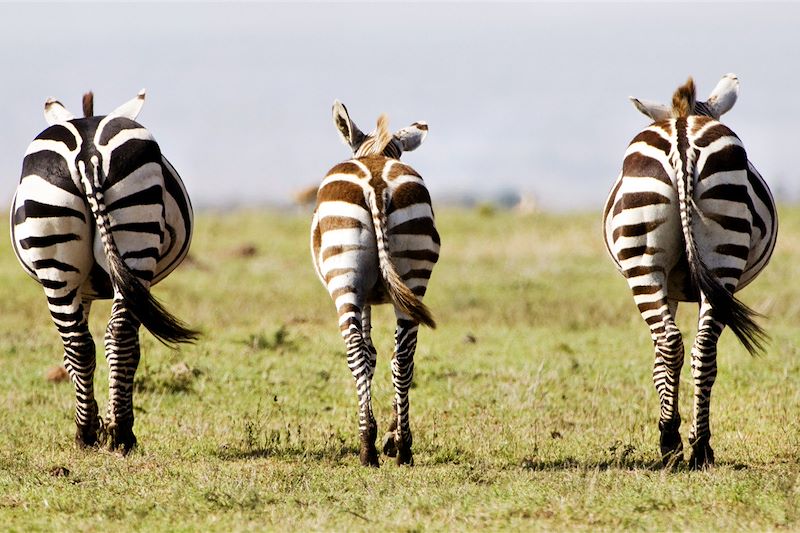 Parc du Serengeti - Tanzanie